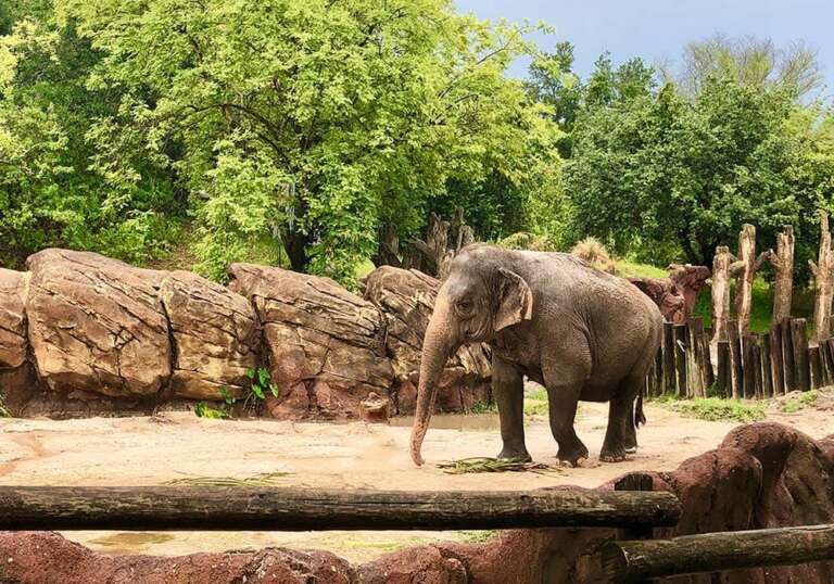 Sumatran Elephant - Lombok Wildlife Park