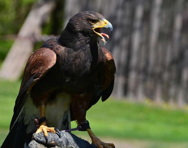 black-eagle-1