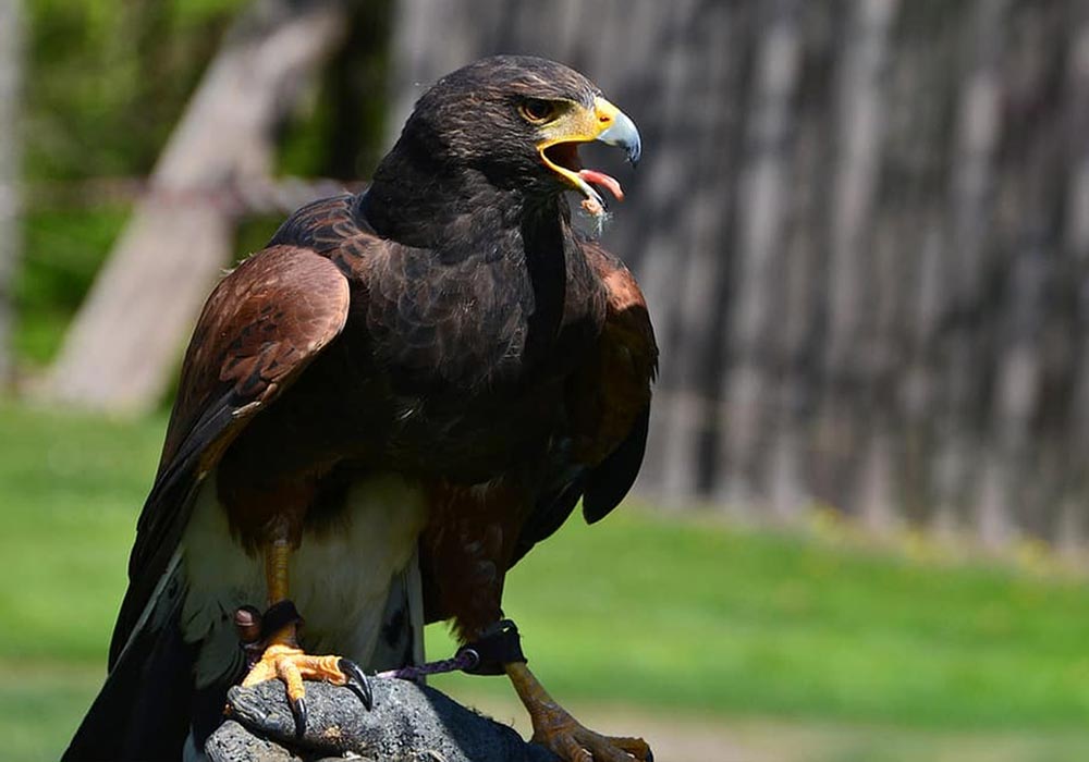 Black Eagle - Lombok Wildlife Park