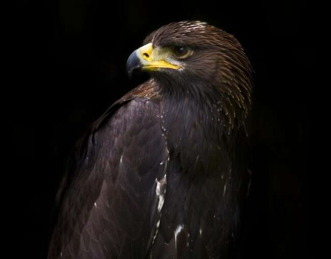 black-eagle-2