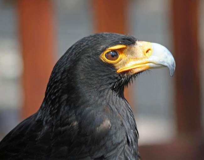 black-eagle-3