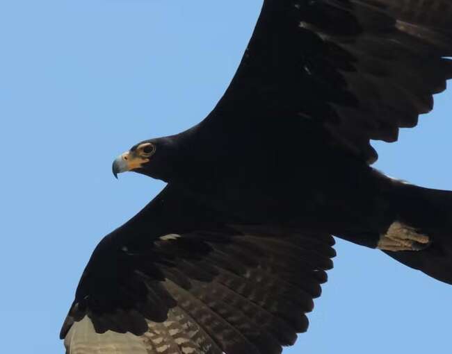 black-eagle-5
