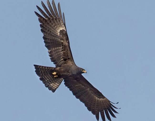 black-eagle-6