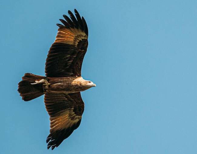 brahminy-kite-10