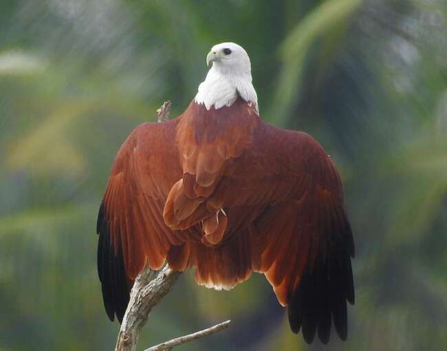 brahminy-kite-2