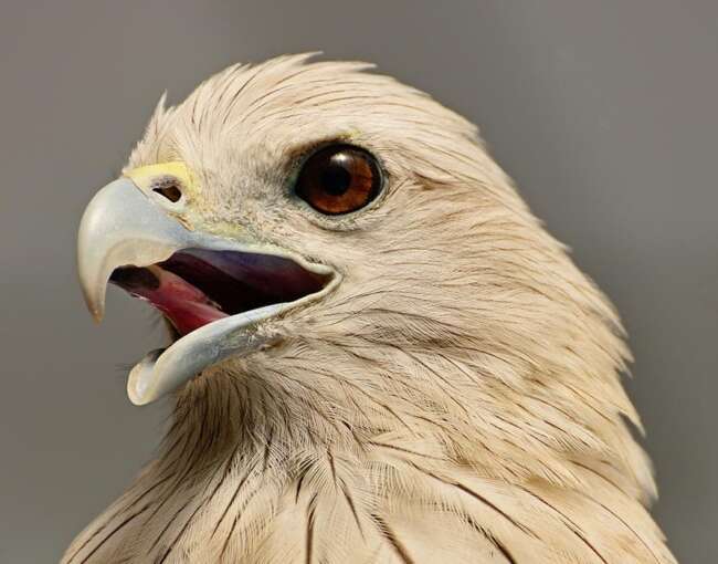 brahminy-kite-5