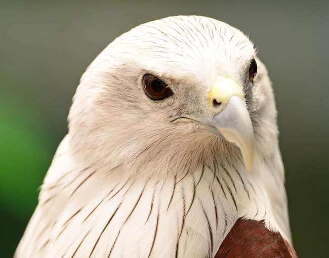 brahminy-kite-6