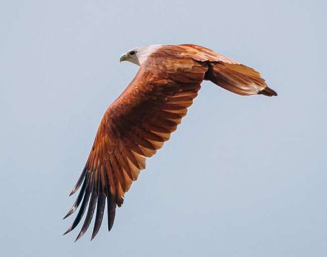 brahminy-kite-8