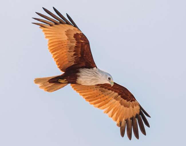 brahminy-kite-9