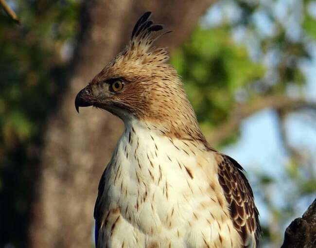 changeable-hawk-eagle-6