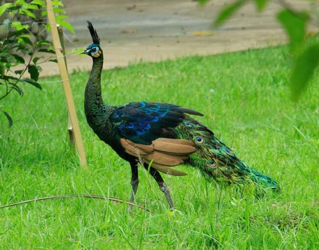 peacock-1