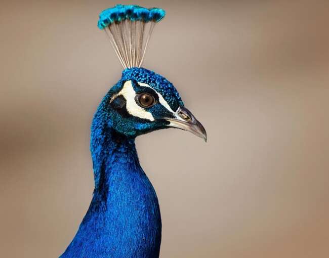peacock-10