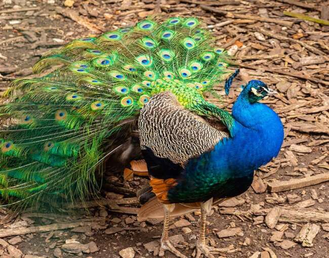 peacock-15