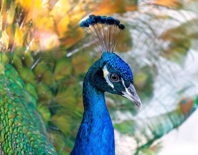 peacock-16
