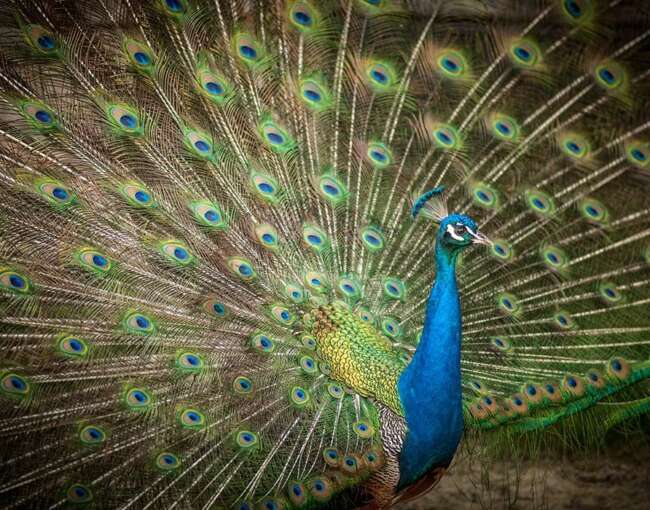 peacock-3