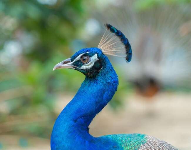 peacock-6