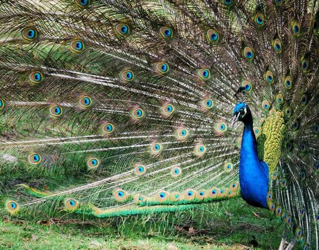 peacock-8