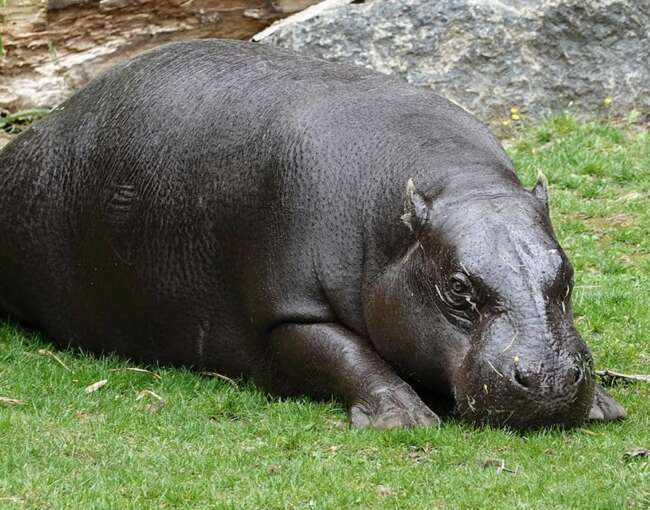 pigmy-hippo-3