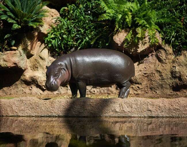 pigmy-hippo-4