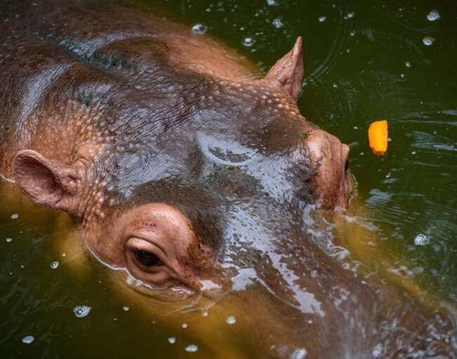 pigmy-hippo-6