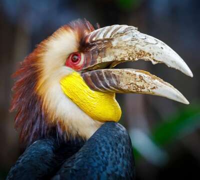 wreathed-hornbill-1