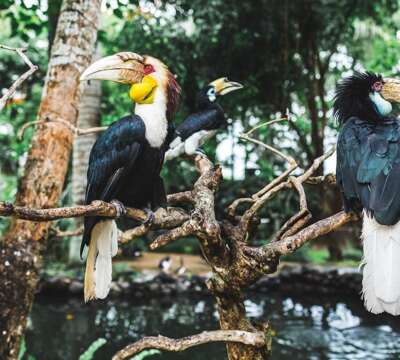 wreathed-hornbill-3