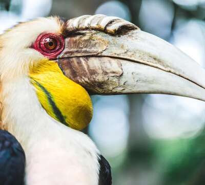 wreathed-hornbill-4