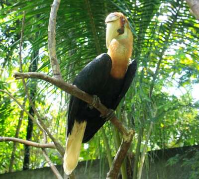 wreathed-hornbill-5