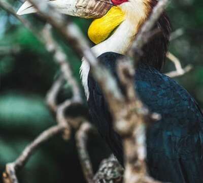 wreathed-hornbill-6