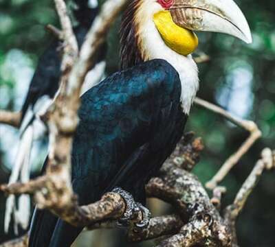 wreathed-hornbill-7