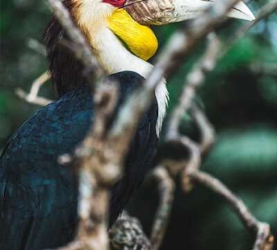 wreathed-hornbill-8