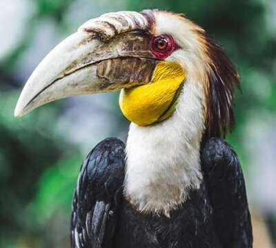 wreathed-hornbill-9
