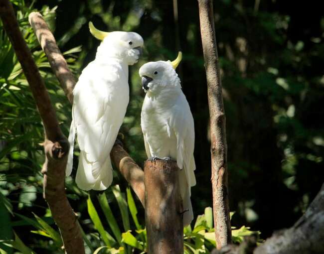 yellow-crested-cockatoo-2