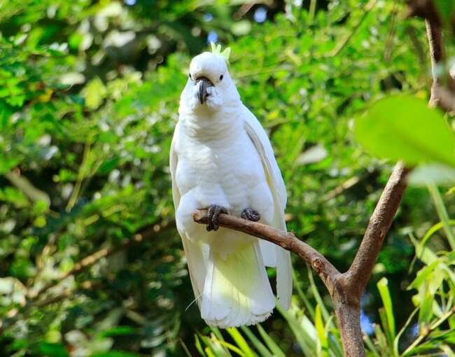 yellow-crested-cockatoo-3