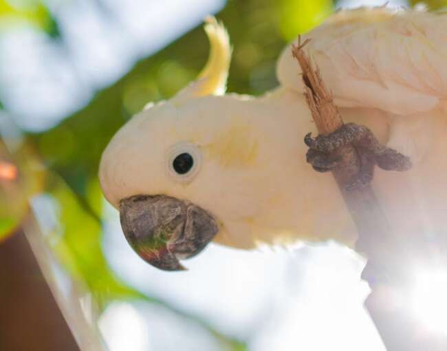 yellow-crested-cockatoo-4