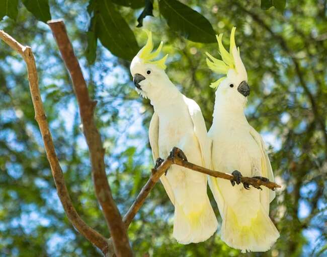 yellow-crested-cockatoo-5