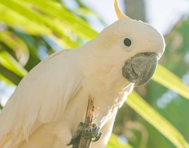 yellow-crested-cockatoo-6